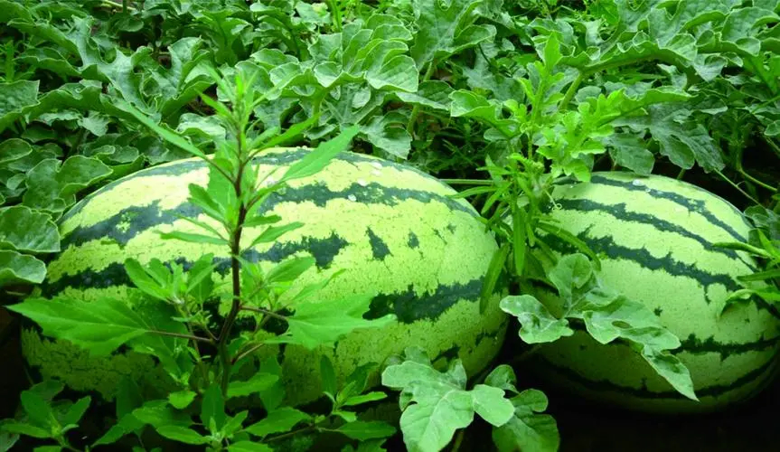 西瓜冷庫的建造 保鮮冷藏庫安裝設計 西瓜冷庫的建造 保鮮冷藏庫安裝設計