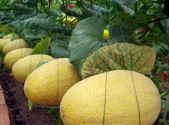 設計一個500噸哈密瓜保鮮庫要求,哈密瓜冷庫建造費用